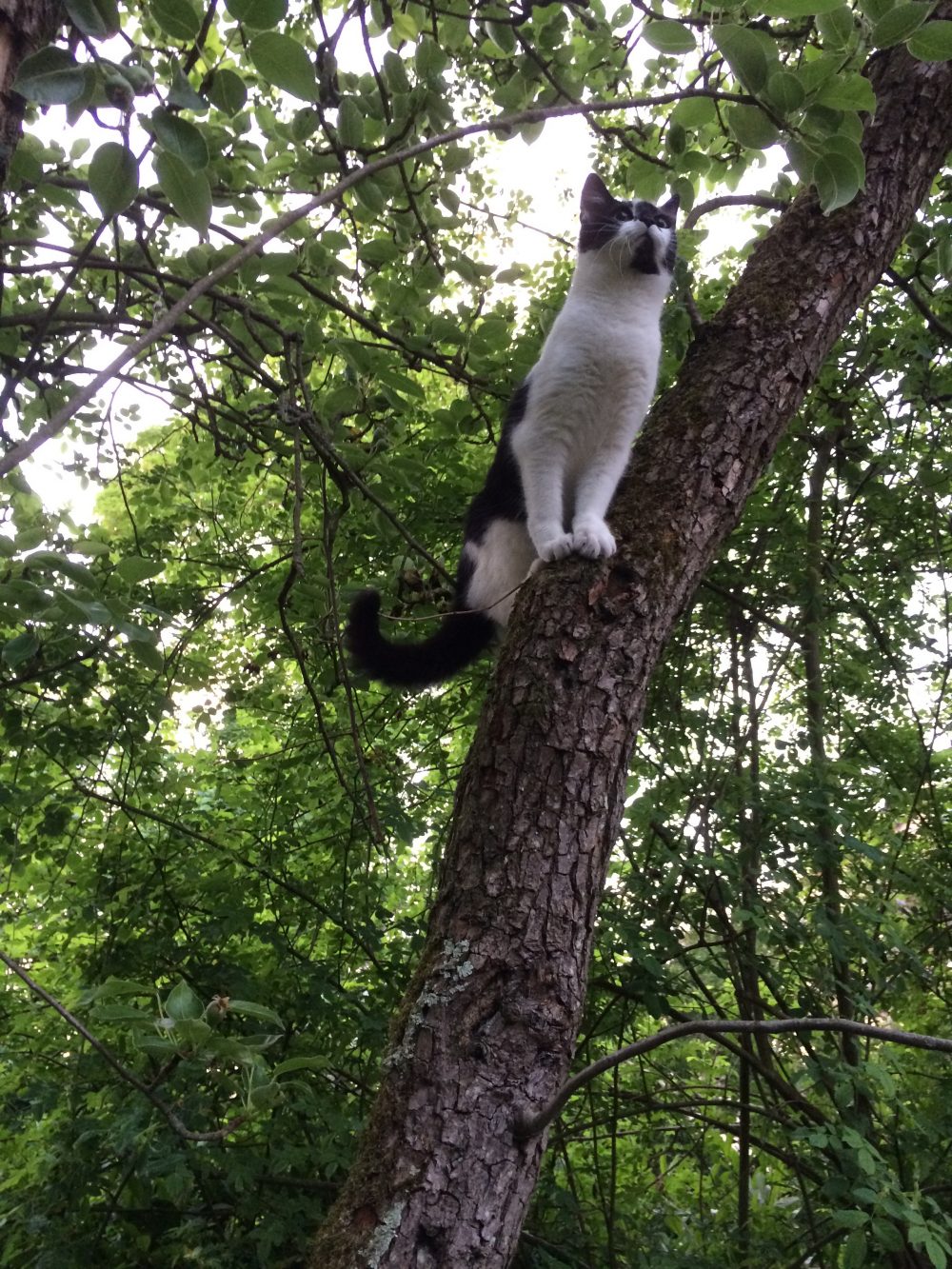 als je allergisch wordt voor je kat